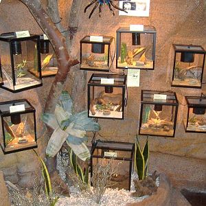 Blankenberg Serpentarium tarantulas