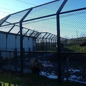 Eindhoven bear house