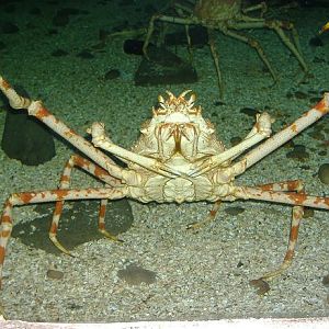 Giant Spider Crab Blankenberg Sealife