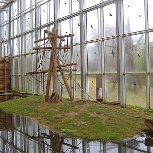 Plankendael Gibbon Indoor island