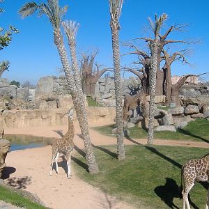 Bioparc Valencia African paddock