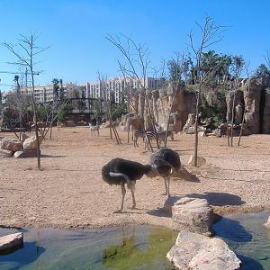 Bioparc Valencia savannah