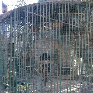 Guadalajara old puma cage