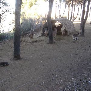 Guadalajara Spanish Ibex Barbary Sheep