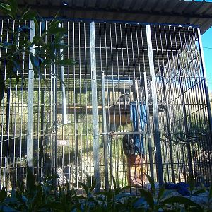 El Arche rescue centre chimps