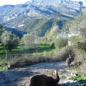 El Arche rescue centre hybrid camel