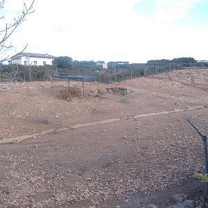 Fauna Ibirica Mouflon Barbary Sheep