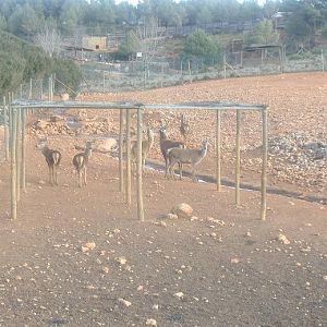 Fauna Ibirica Spanish Red Deer
