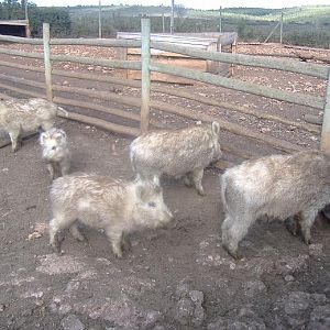 Fauna Ibirica wild boars