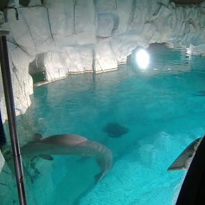 Valencia Oceanarium beluga pool