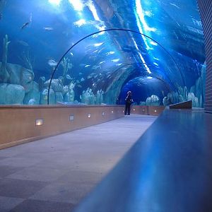 Valencia Oceanarium tunnel