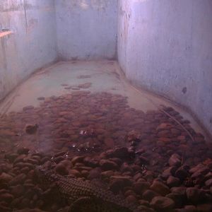 Elche Safari Park croc exhibit