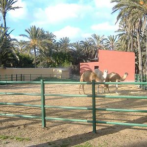 Elche Safari Park camel paddock