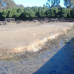 Vergel Safari Park waterbuffalo pot belly pig