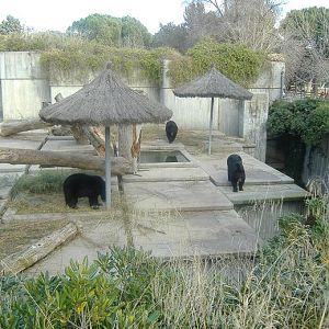 Madrid American Black Bears