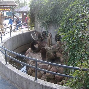 Madrid raccoon enclosure