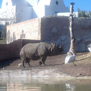 Terra Natura female Indian Rhino