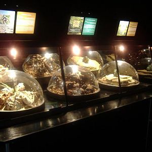 Terra Natura inverts