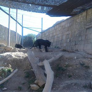 Terra Natura jaguars