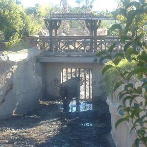 Terra Natura male Indian Rhino