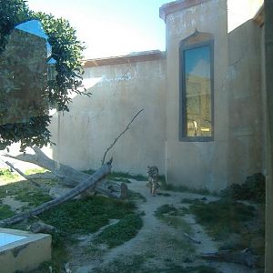 Terra Natura Sumatran Tiger