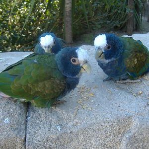 Terra Natura white capped pionus