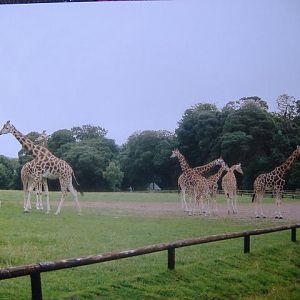 Fota 2004