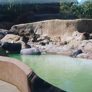 Gatwick penguin pool