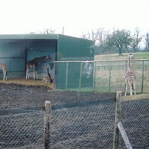 Longleat giraffe paddock