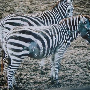 Longleat hair loss from zebra