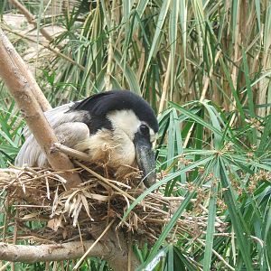 Boat-Billed Heron at Terra Natura, Benidorm