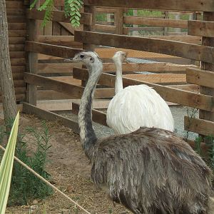 Rhea at Terra Natura