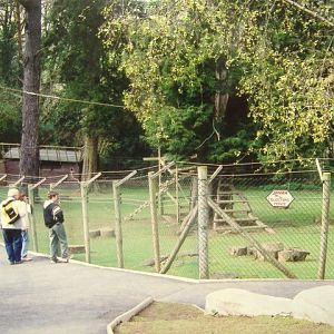 Coombe Martin lemurs
