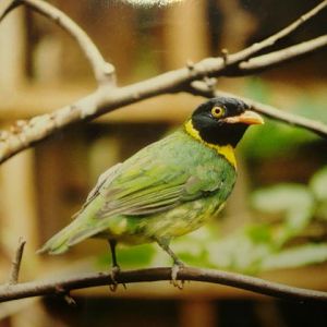 Orange-breasted Fruiteater (Pipreola jucunda)