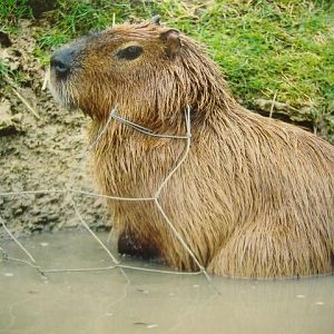 Noahs Ark Capybara