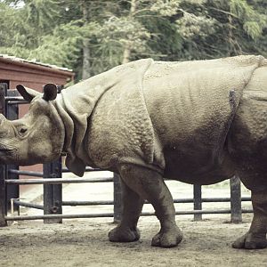 Great Indian rhino, Whipsnade 1972