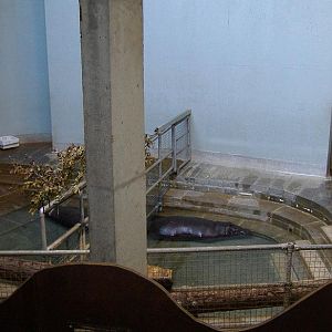 3nov RP pygmy hippo pool 1