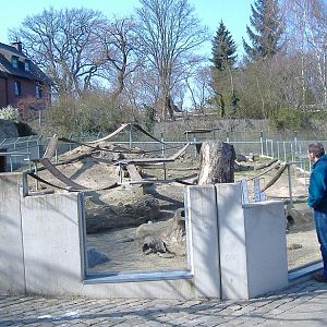Aachen meerkats