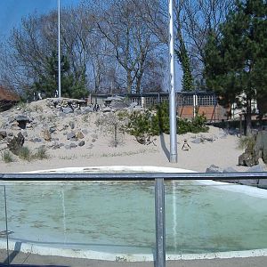 Aachen penguin pool