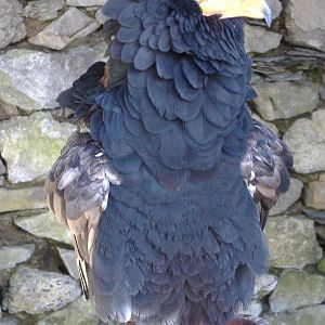 Bateleur Eagle at Yorkshire Dales Falconry