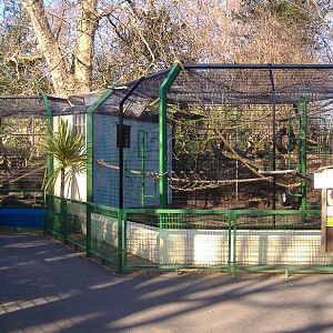 Battersea Park Capuchin cage