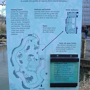 Bristol Gorilla enclosure