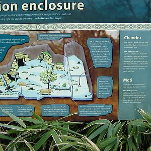 Bristol Lion enclosure