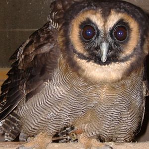 Brown Wood Owl Yorkshire Dales