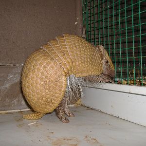 Broxbourne Three Banded Armadillo
