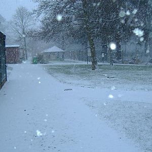 Camperdown in the snow