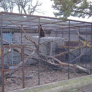 Cefn Yr Erw capuchin cages
