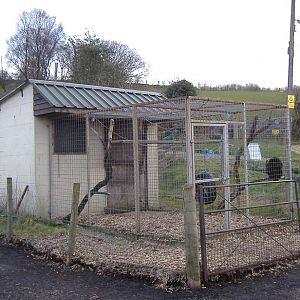 Cefn Yr Erw Mandrill and Spider Monkey
