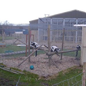 Cefn Yr Erw ruffed lemur cage