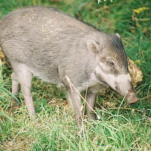 Chester Warty Pig